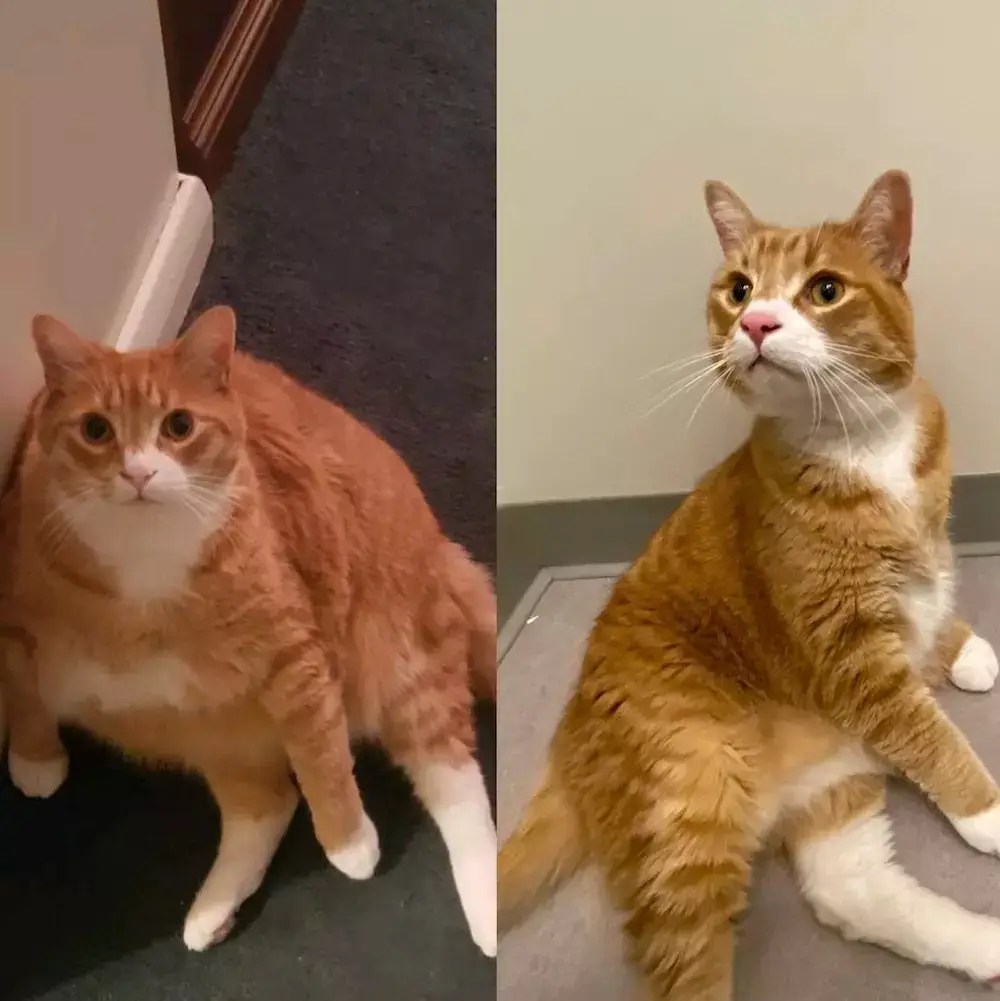 How to Help a Cat Lose Weight Effective Weight Loss Plan